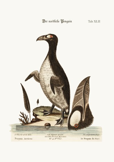 The Northern Penguin, 1749-73 by George Edwards